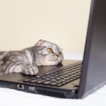 guide sos gatto