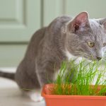 erba gatta