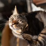 parassiti del gatto