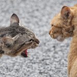 zuffe tra gatti