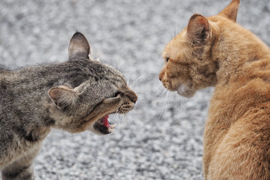 zuffe tra gatti