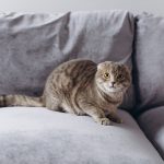 gatto che fa pipì sul divano