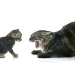 nuovo gattino in casa