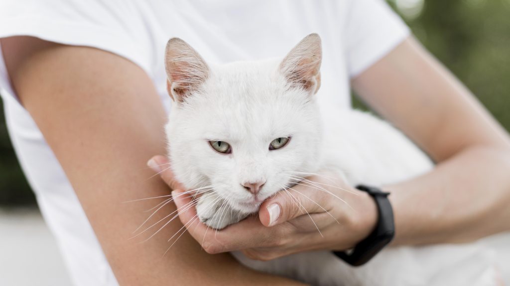dermatite nel gatto