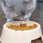 migliori crocchette per gatti