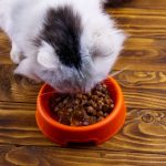 pappa umida per gatti