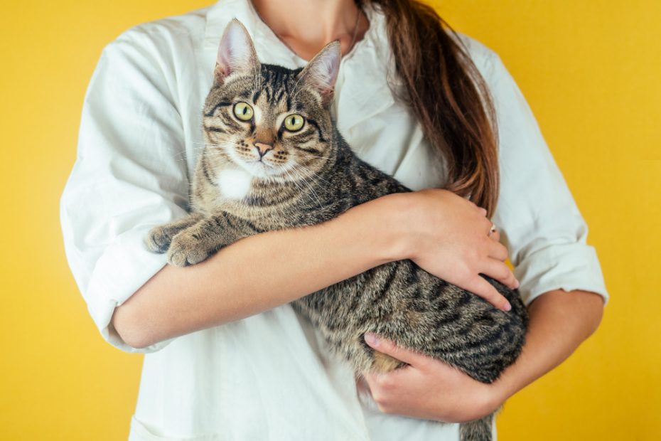 cat sitter