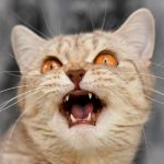 vocalizzi del gatto