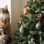 come educare il tuo gatto a non distruggere l'albero di natale