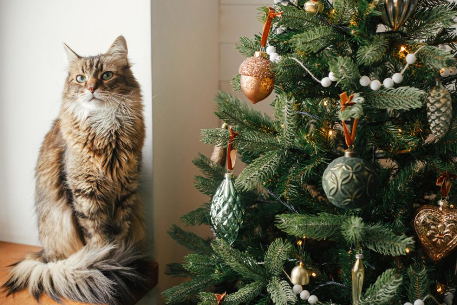come educare il tuo gatto a non distruggere l'albero di natale