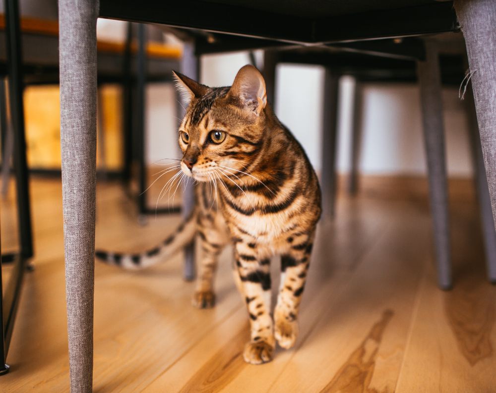 pericoli di casa per il gatto