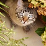 piante sicure per il gatto