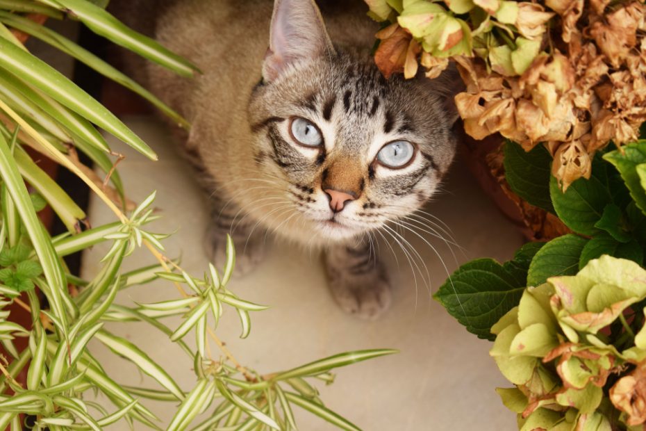 piante sicure per il gatto
