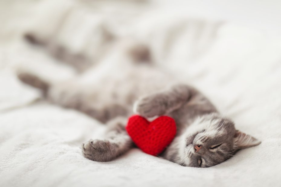 gatto san valentino